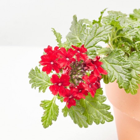 VERBENA RASTRERA MACETA 11CM