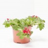 VERBENA RASTRERA MACETA 11CM