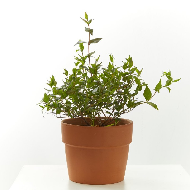 ABELIA