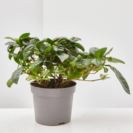 GARDENIA MACETA 12CM