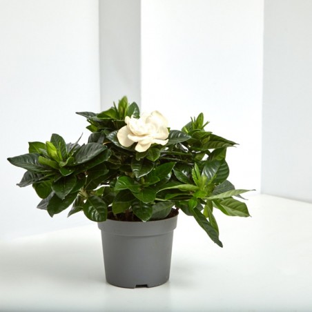 GARDENIA MACETA 12CM