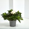 GARDENIA MACETA 12CM