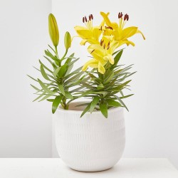 LILIUM ASIÁTICO MACETA 12CM