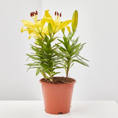 LILIUM ASIÁTICO MACETA 12CM