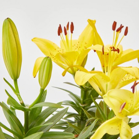 LILIUM ASIÁTICO MACETA 12CM