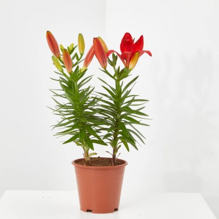 LILIUM ASIÁTICO MACETA 12CM