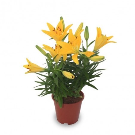 LILIUM ASIÁTICO MACETA 12CM