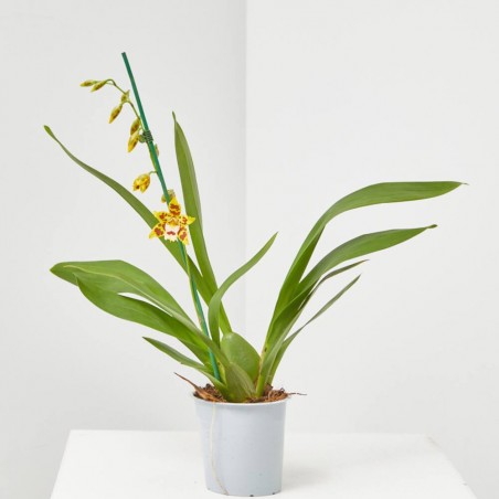 ORQUÍDEA CAMBRIA 1 TALLO MACETA 12CM