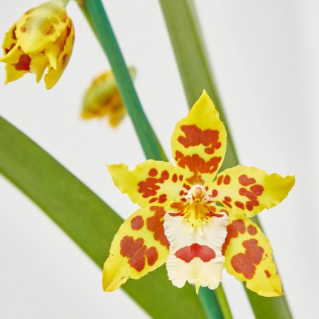 ORQUÍDEA CAMBRIA 1 TALLO MACETA 12CM