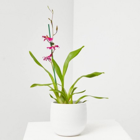 ORQUÍDEA CAMBRIA 1 TALLO MACETA 12CM