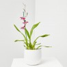 ORQUÍDEA CAMBRIA 1 TALLO MACETA 12CM