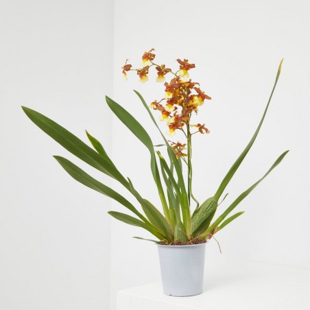 ORQUÍDEA CAMBRIA 1 TALLO MACETA 12CM