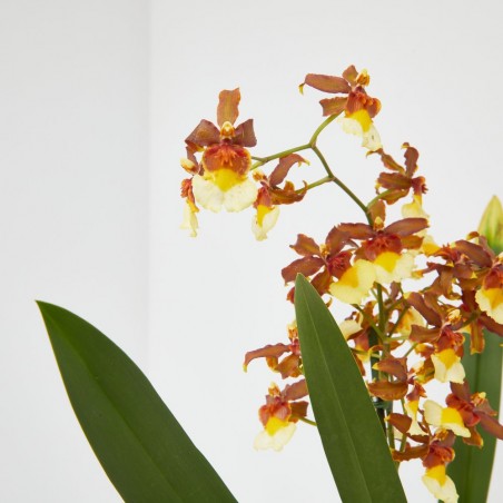 ORQUÍDEA CAMBRIA 1 TALLO MACETA 12CM