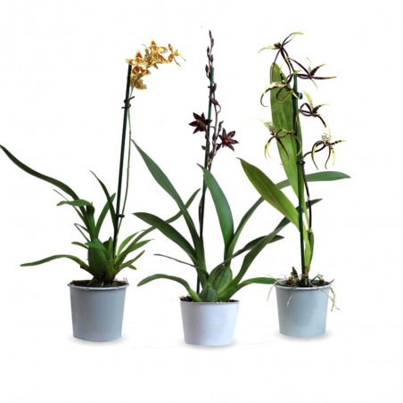 ORQUÍDEA CAMBRIA 1 TALLO MACETA 12CM