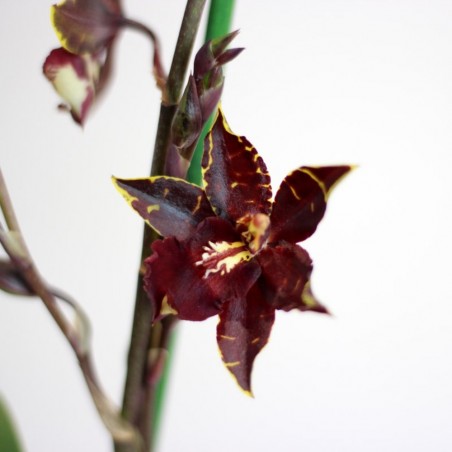 ORQUÍDEA CAMBRIA 1 TALLO MACETA 12CM