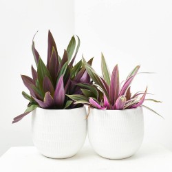 AMOR DE HOMBRE MACETA 12CM