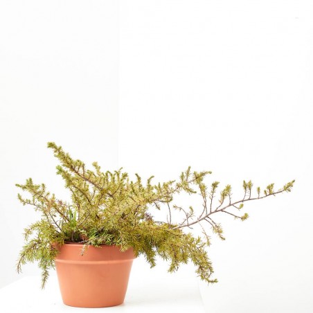 ENEBRO (JUNIPERUS CONFERTA) MACETA 3 LITROS