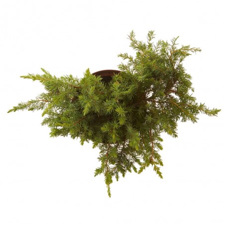 ENEBRO (JUNIPERUS CONFERTA) MACETA 3 LITROS