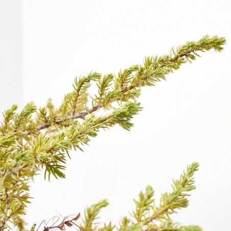 ENEBRO (JUNIPERUS CONFERTA) MACETA 3 LITROS