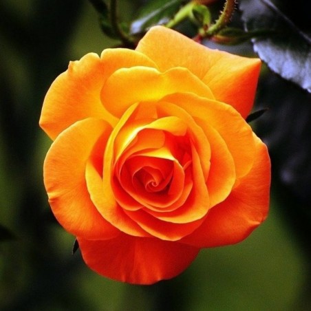 ROSAL GRANDIFLORA NARANJA BETINA MACETA 2 LITROS