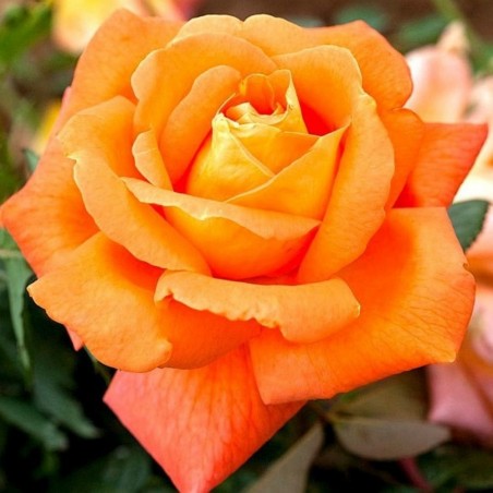 ROSAL GRANDIFLORA NARANJA BETINA MACETA 2 LITROS