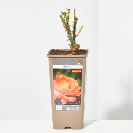 ROSAL GRANDIFLORA NARANJA BETINA MACETA 2 LITROS