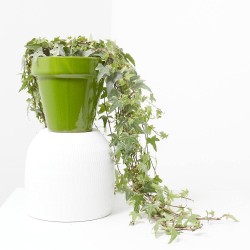 HIEDRA EXTERIOR TARRINA 15CM COLG