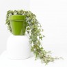 HIEDRA EXTERIOR TARRINA 15CM COLG