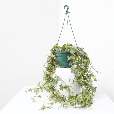 HIEDRA EXTERIOR TARRINA 15CM COLG