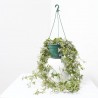 HIEDRA EXTERIOR TARRINA 15CM COLG