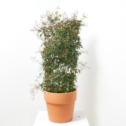 JAZMÍN ESPALDERA M-26