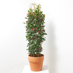 ROSAL ZEPETTI COLUMNA 150 CM