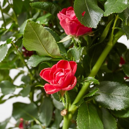 ROSAL ZEPETTI COLUMNA 150 CM