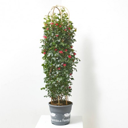 ROSAL ZEPETTI COLUMNA 150 CM