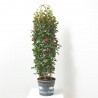 ROSAL ZEPETTI COLUMNA 150 CM