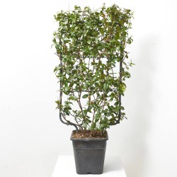 JAZMÍN DE ESTRELLA ESPALDERA 90X50