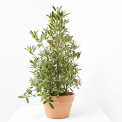 AZALEA JAPONICA PINK SPIDER M-13