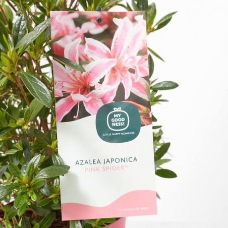 AZALEA JAPONICA PINK SPIDER M-13