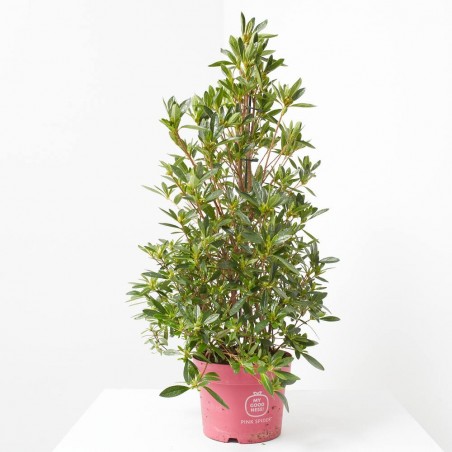 AZALEA JAPONICA PINK SPIDER M-13