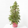 AZALEA JAPONICA PINK SPIDER M-13