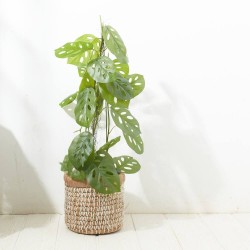 MONSTERA MONKEY ARTIFICIAL 80CM MACETA