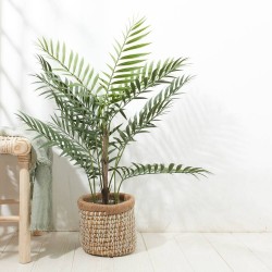 PALMERA CHAMAEDOREA UV 90CM MACETA