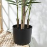 PALMERA CHAMAEDOREA UV 90CM MACETA