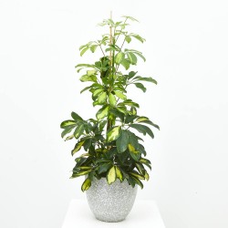 SCHEFFLERA GOLD