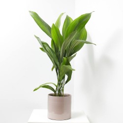 ASPIDISTRA EXTRA MACETA 3L