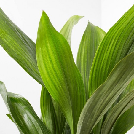 ASPIDISTRA EXTRA MACETA 3L