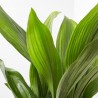 ASPIDISTRA EXTRA MACETA 3L