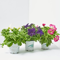 PETUNIA EXTRA MACETA 11CM