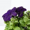 PETUNIA EXTRA MACETA 11CM