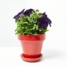 PETUNIA EXTRA MACETA 11CM